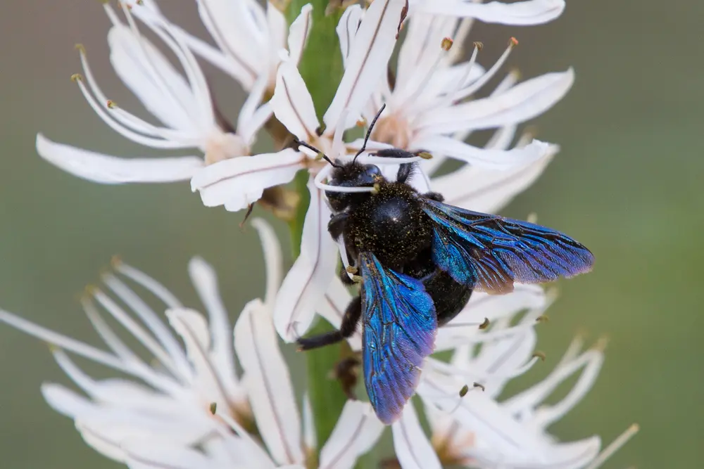 blauwzwarte houtbij
