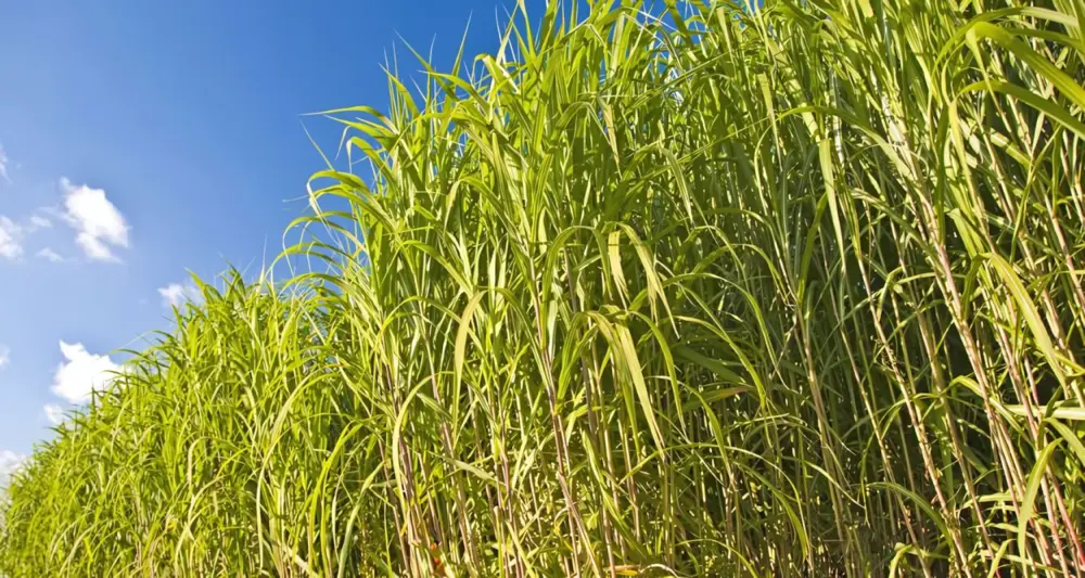 miscanthus olifantsgras