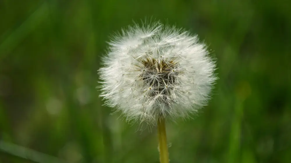 paardenbloem