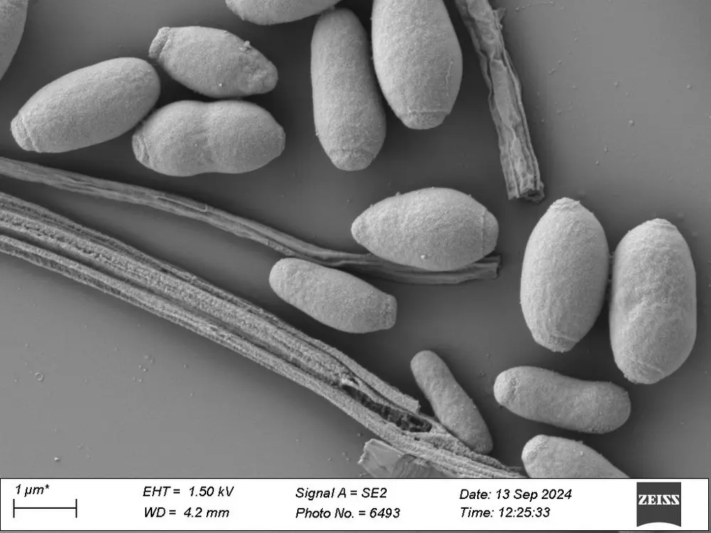 Onder microscoop