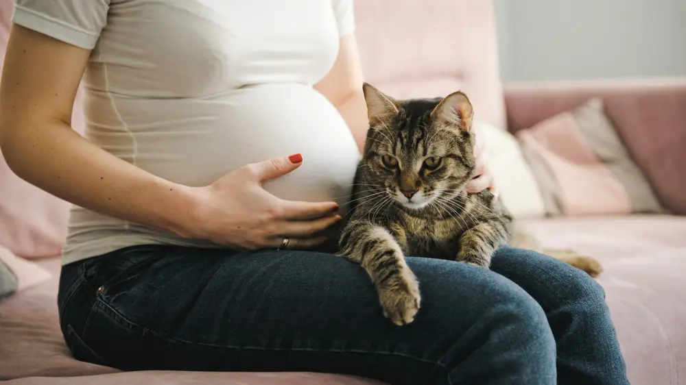 Dubbel risico bij zwangere vrouwen met katten