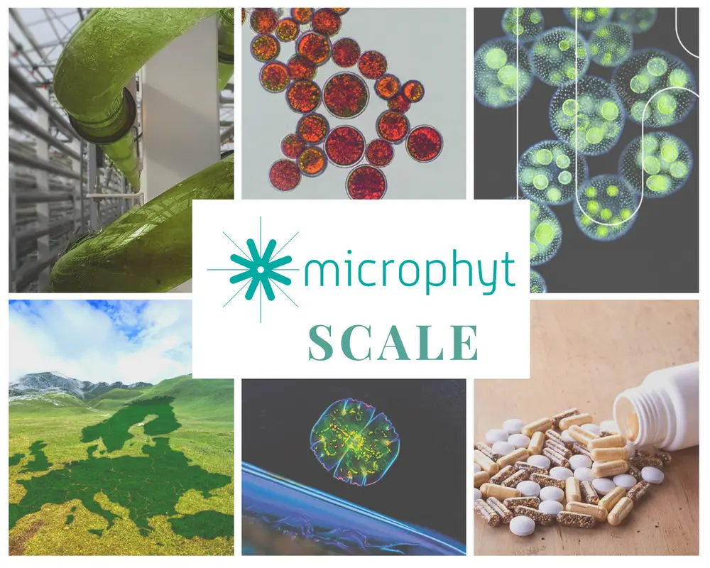 microphyt SCALE