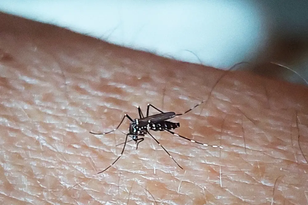 Aedes albopictus