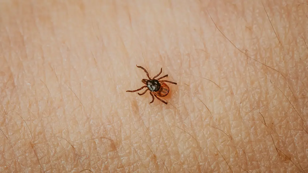 tekenbeten, sciensano, lyme, ziekte