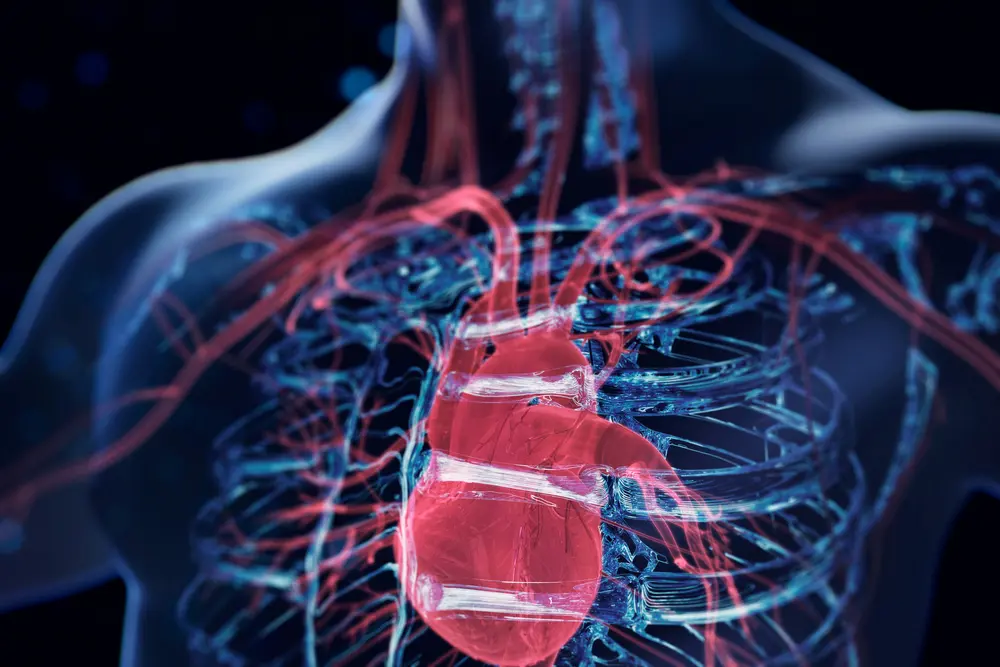 aorte