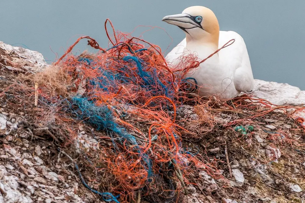 Visnet en vogel