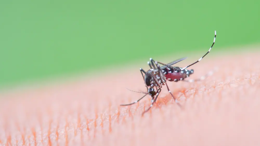 Moustique tigre chikungunya