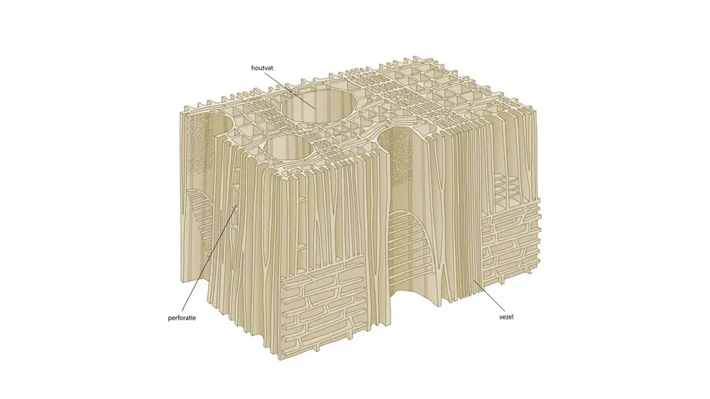 Structuur loofhout