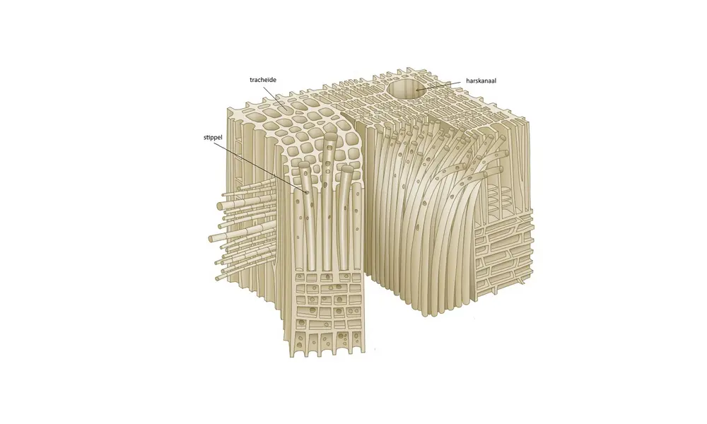 Structuur naaldhout
