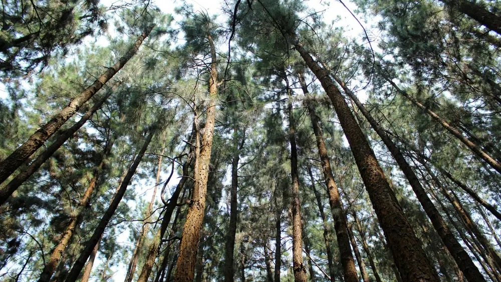 Hoe duurzaam hout is, hangt af van de soort boom én van welk deel van de boom het hout komt.