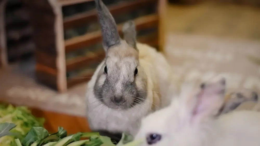 konijnen dierenverblijven
