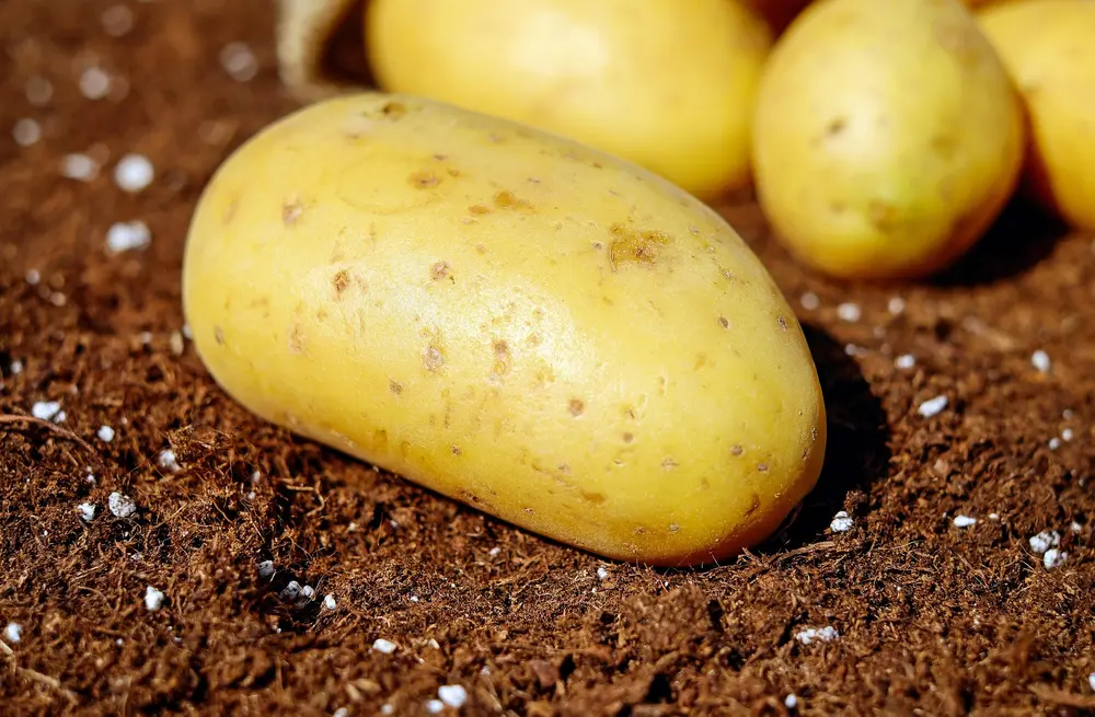pomme de terre pixabay