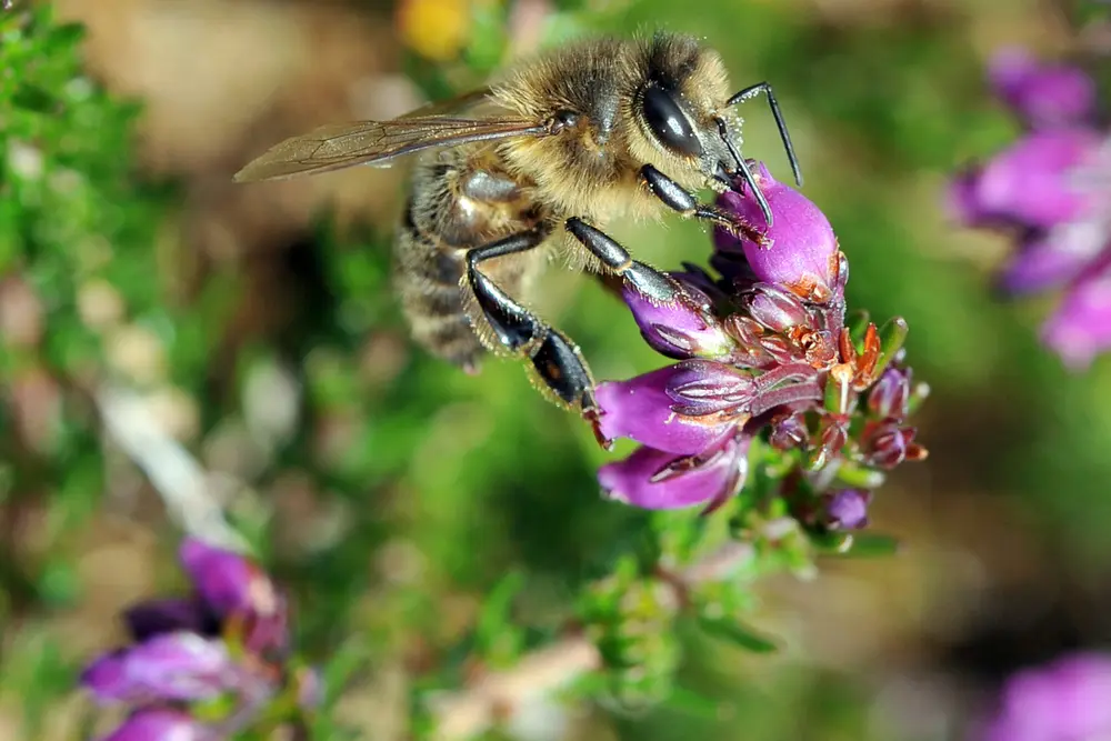 Les pollinisateurs sont menacés par les pesticides