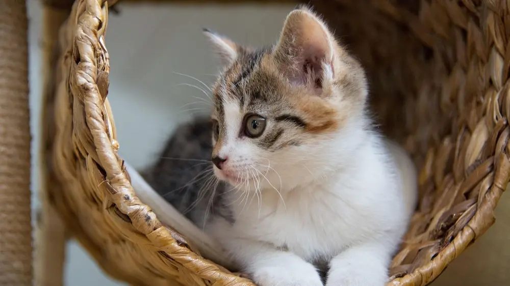 de ideale thuis voor je kat