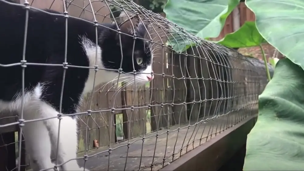 Via een tunnel verbind je catio en huis