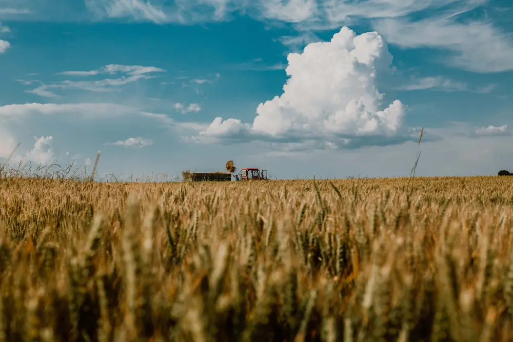 champ agriculteur <a href="https://pixnio.com/fr/media/agriculture-travail-sur-le-terrain-tracteur-champ-de-ble-ete">Photo</a> par <a href="https://pixnio.com/fr/auteur/23ohanzee23">Drazen Nesic</a> sur <a href="https://pixnio.com/fr/">Pixnio</a>