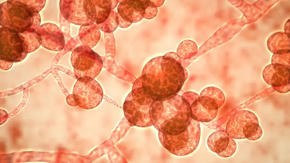 candida auris © Science Photo Library / picturedesk.com