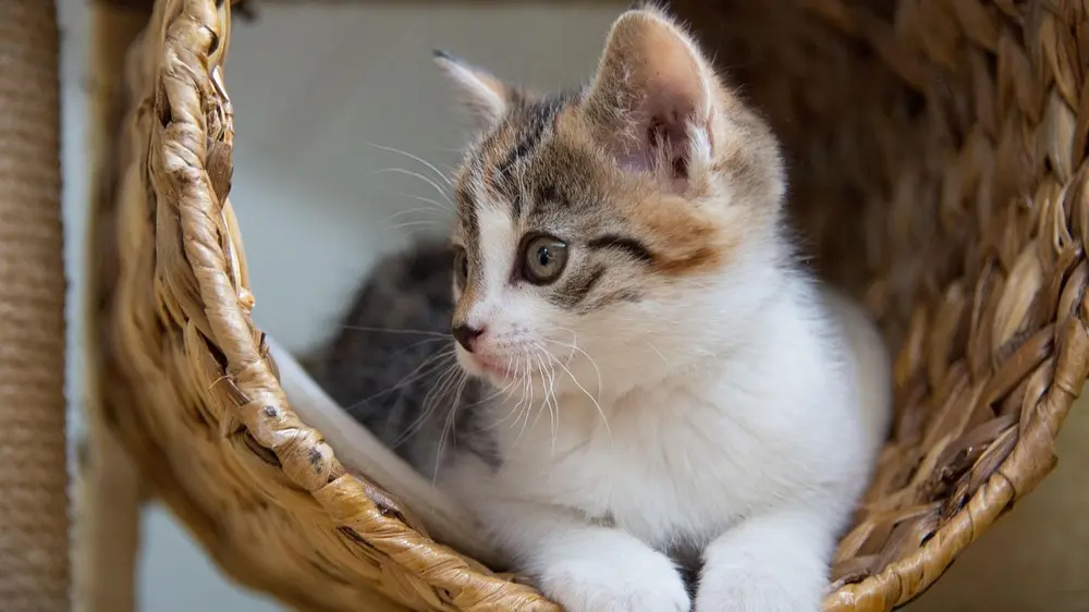 De ideale thuis voor je kat