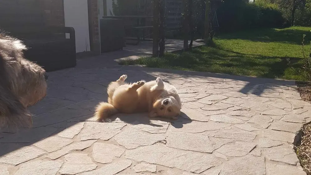 honden huisdieren woning huis