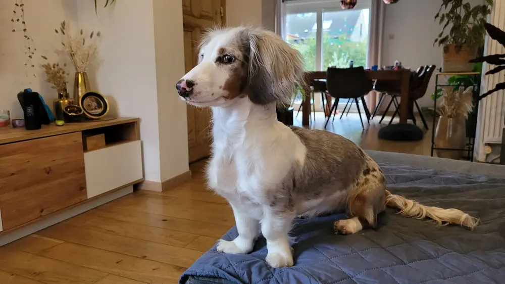 hondje ligkussen poef zetel