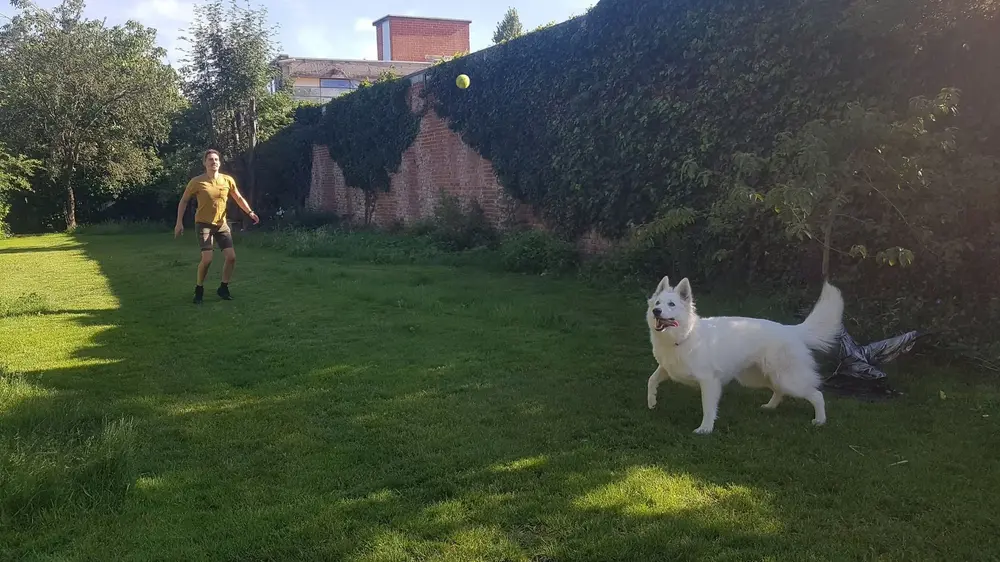 hond tuin buiten spelen