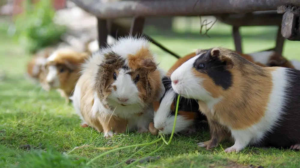 groep cavia's in buitenren