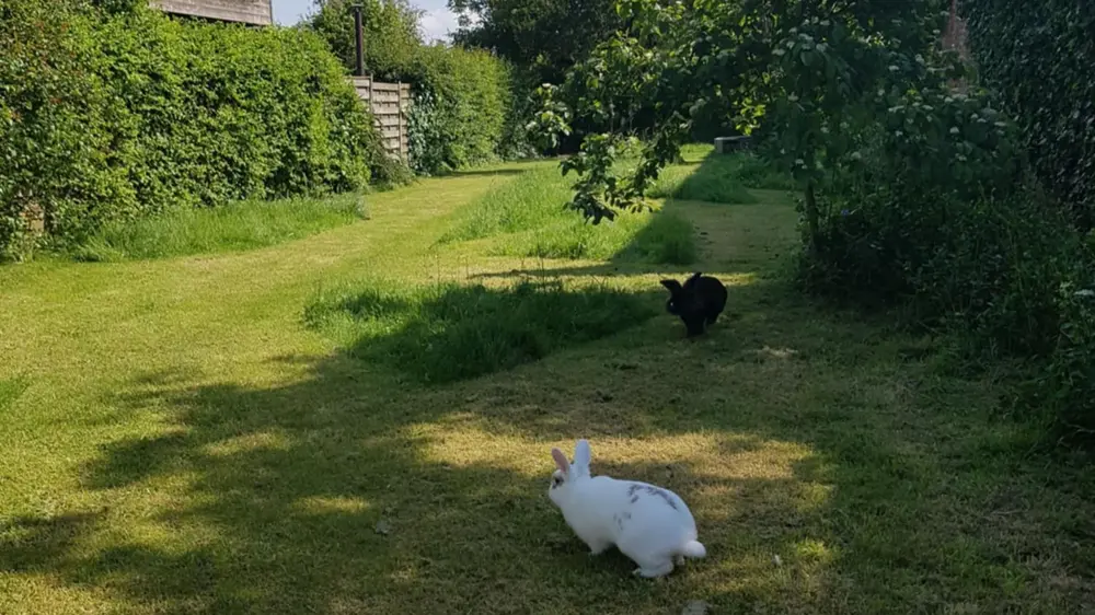 konijnen vrij laten rondlopen ren