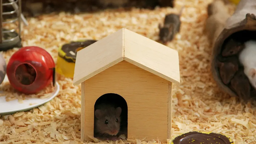 Muizen in een huisje