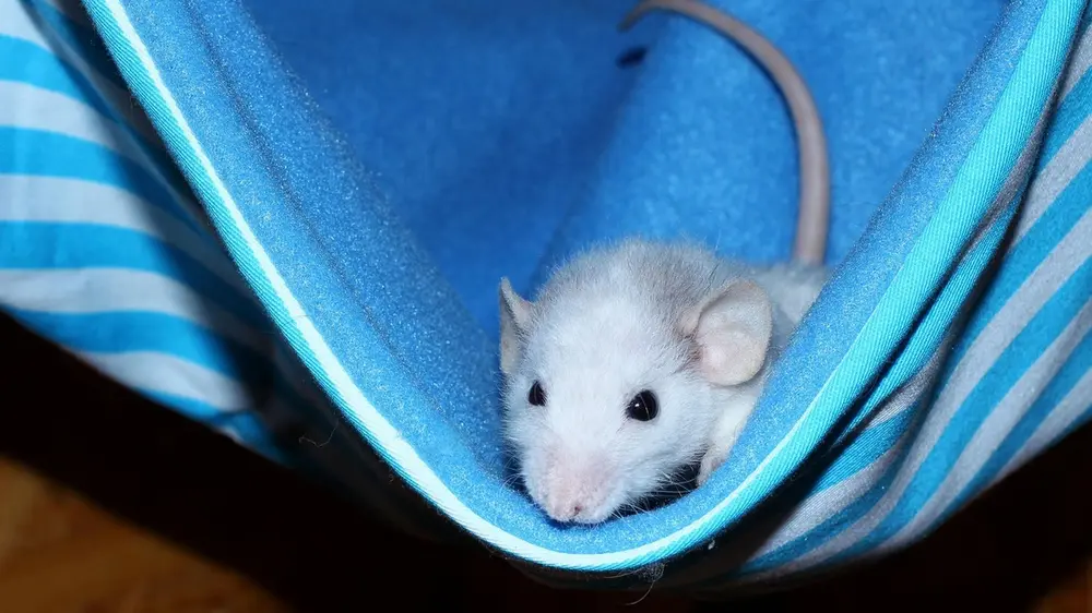 ratje in hangmat