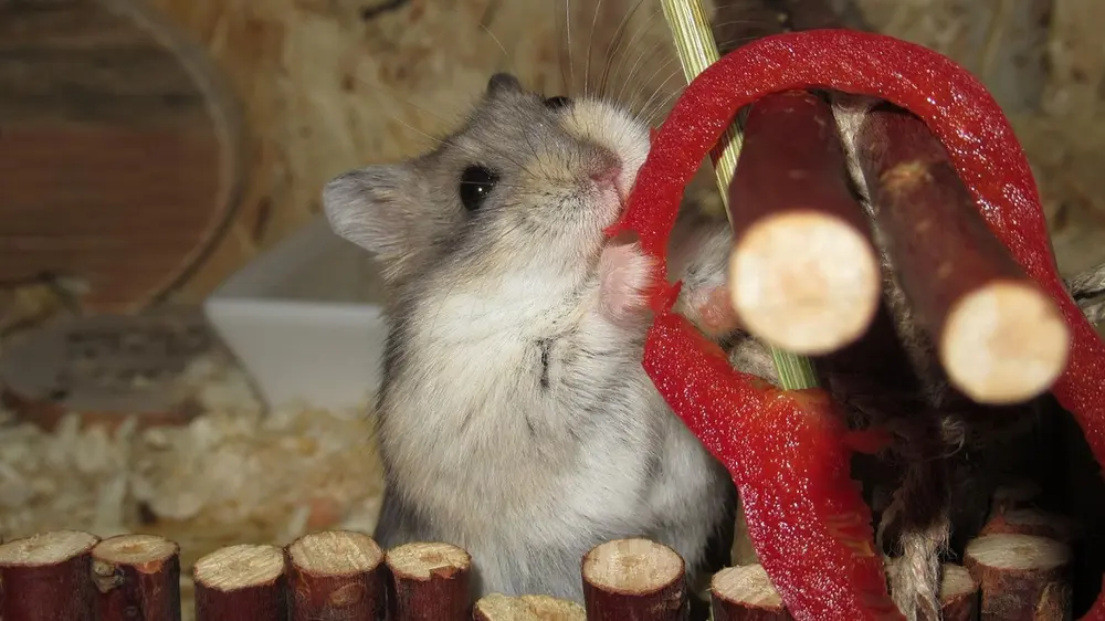 hamster met voedselverrijking