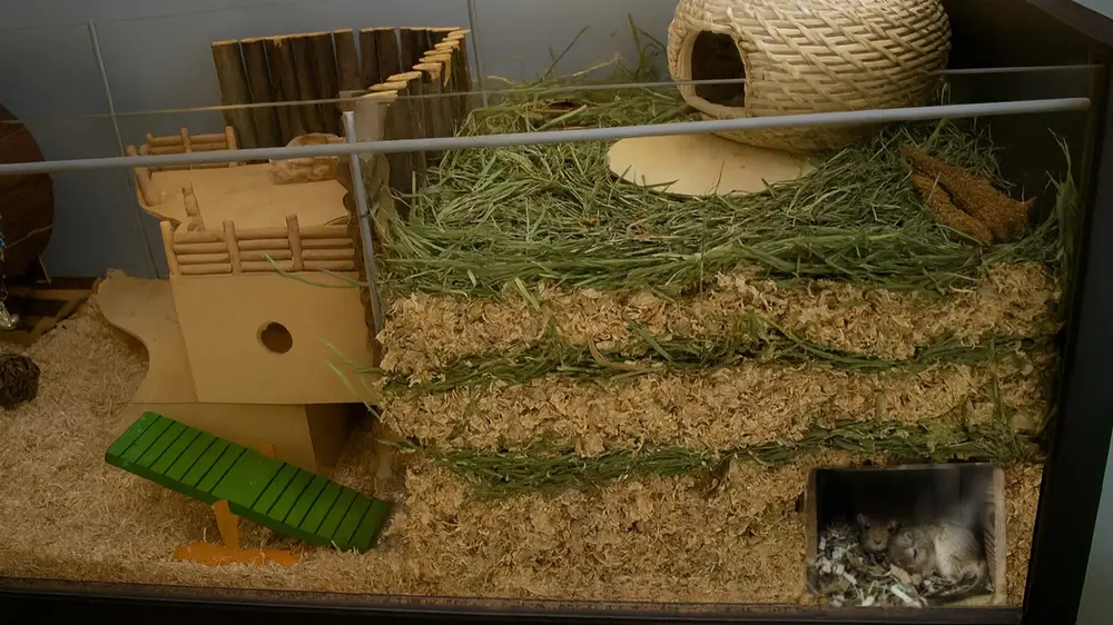 Gerbils in ondergronds nest