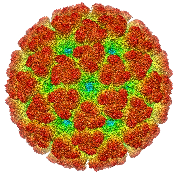 Chikungunyavirus 