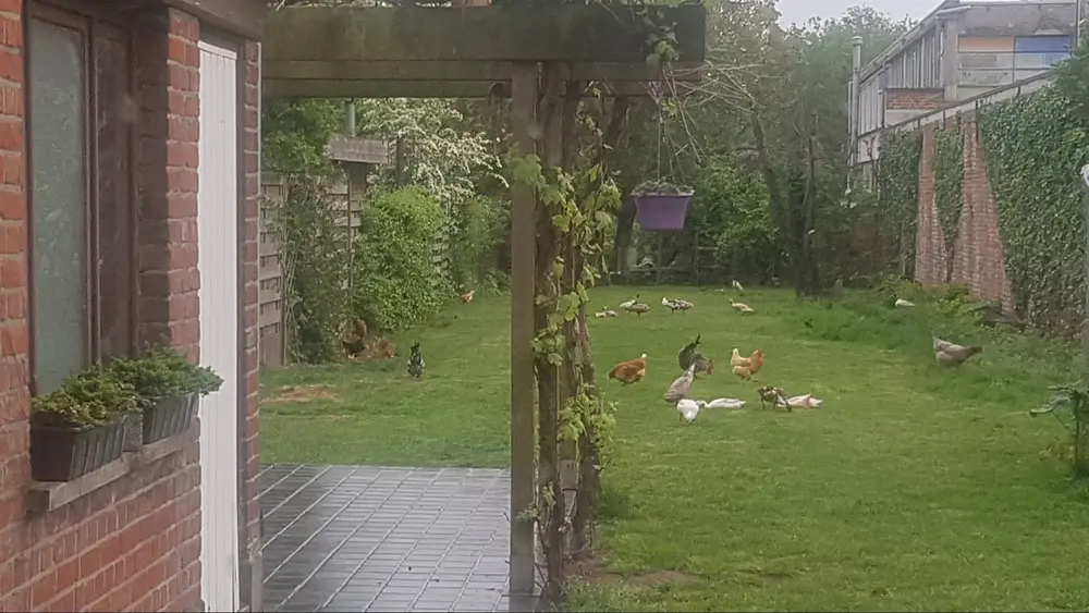 Kippen samen met eenden