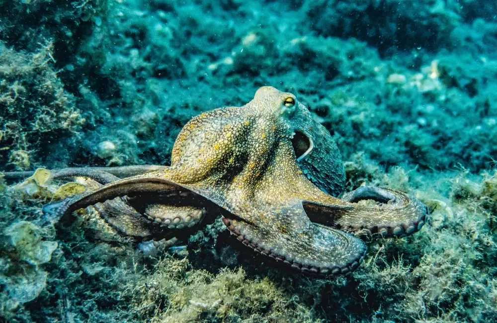 Octopus Gaia