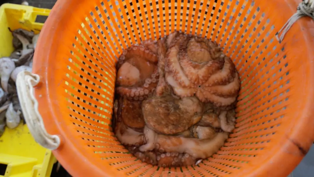 Octopus vangst
