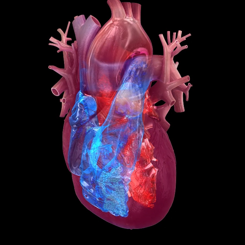 Heart chambers illustration