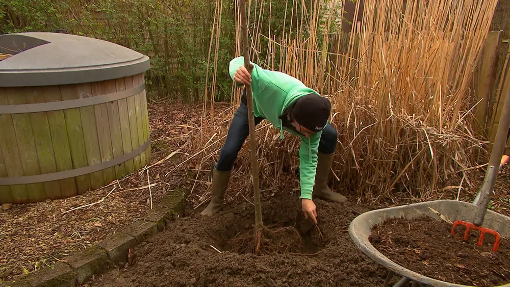 een boom planten in de tuin