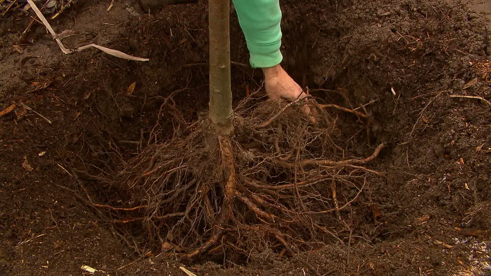 wortels boom inpassen