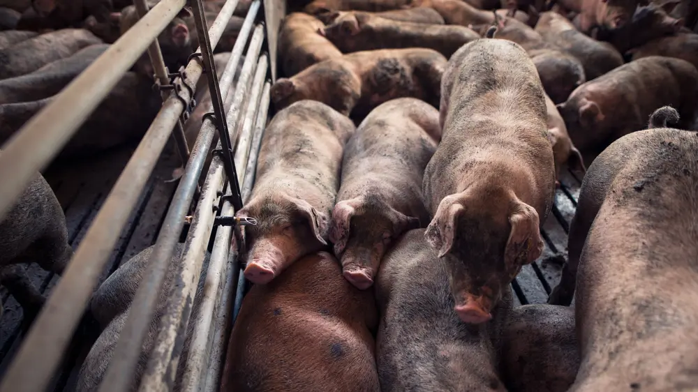 groep varkens in stal