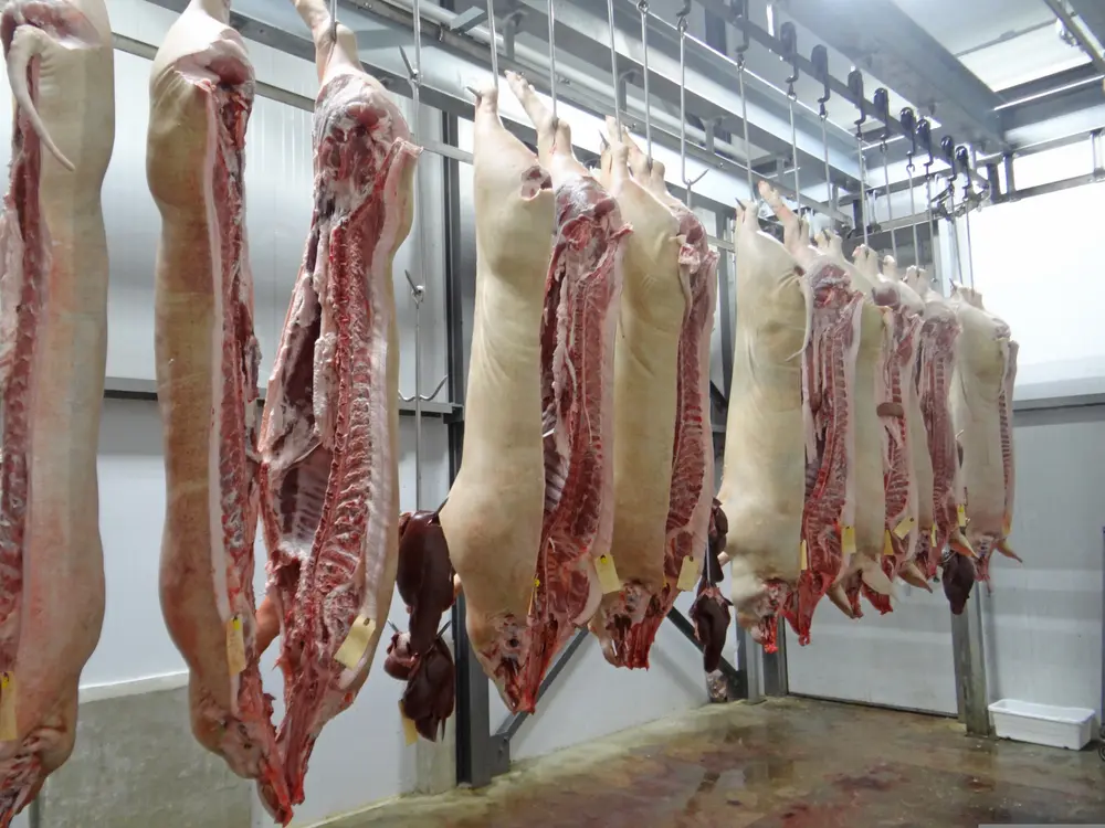 varkens geslacht