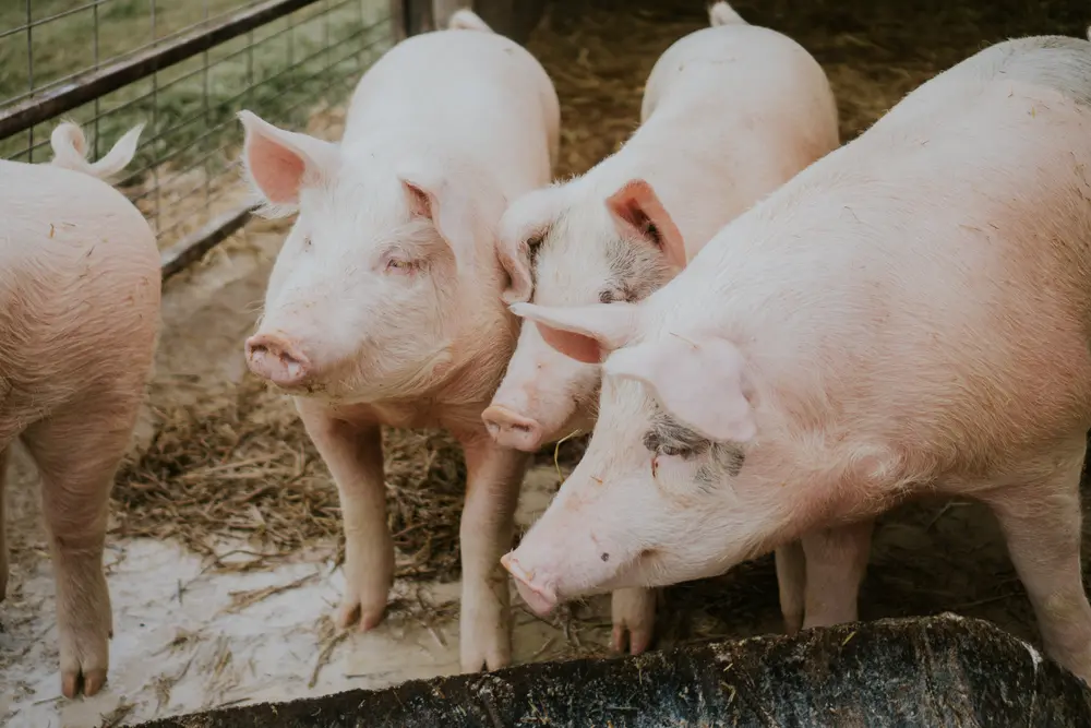 drie varkens in weide