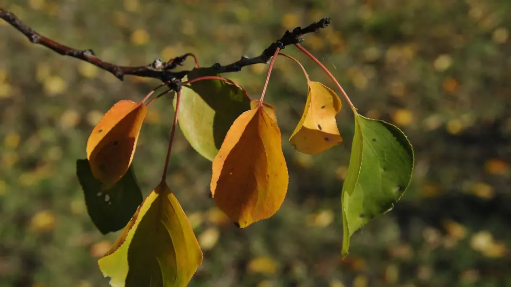 zieke boom verkleurde bladeren