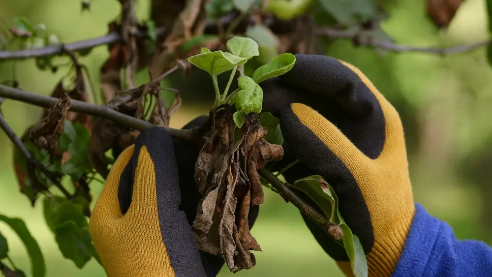 Perenvuur of bacterievuur op boom