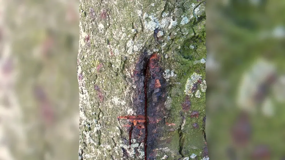 kastanje bloedingsziekte bomen