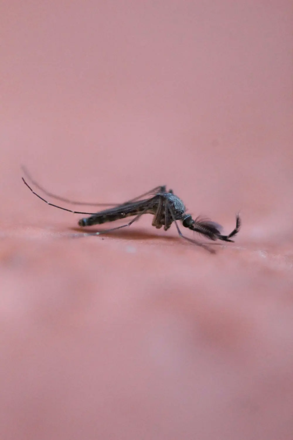 moustique chikungunya
