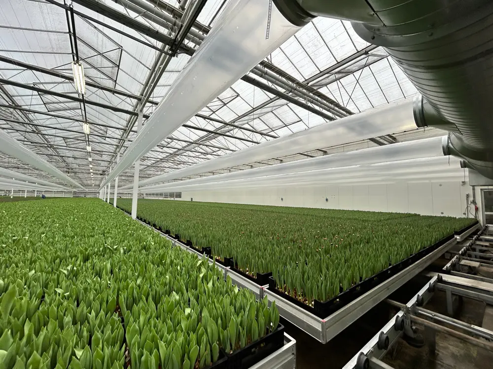 Klimaatbeheersing bij tulpen