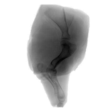 x-ray varkensschouder