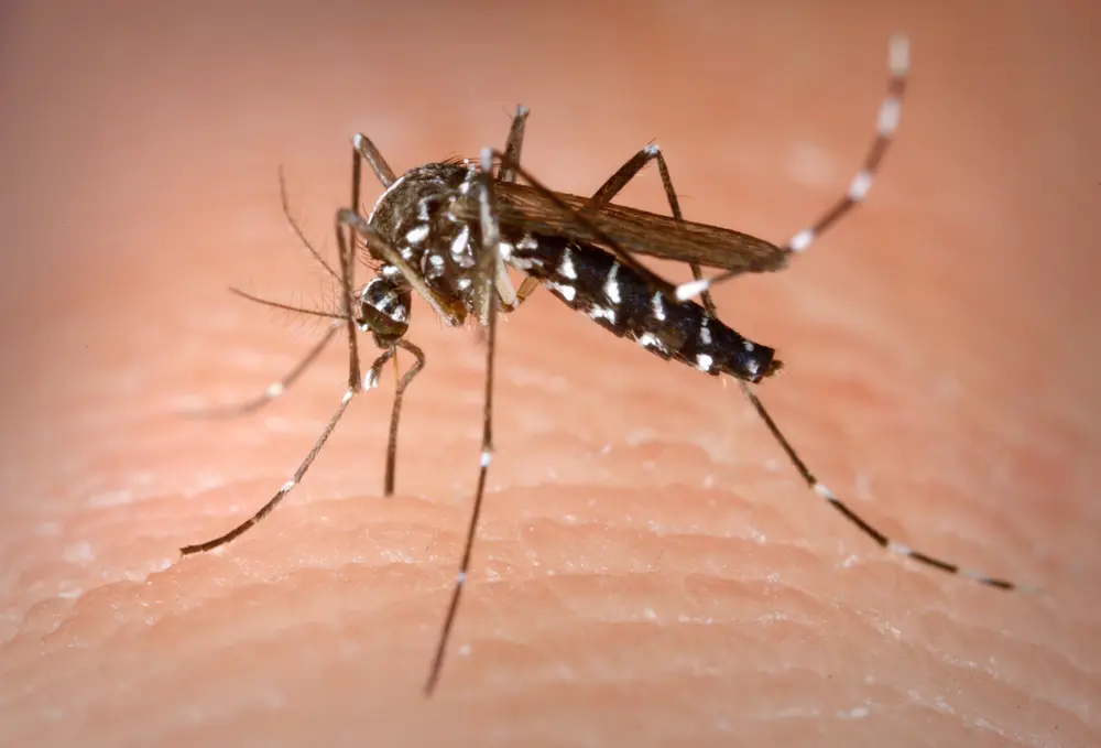 Aedes albopictus (tijgermug)