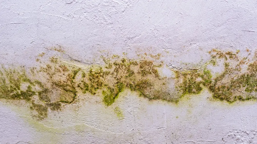schimmel op muur