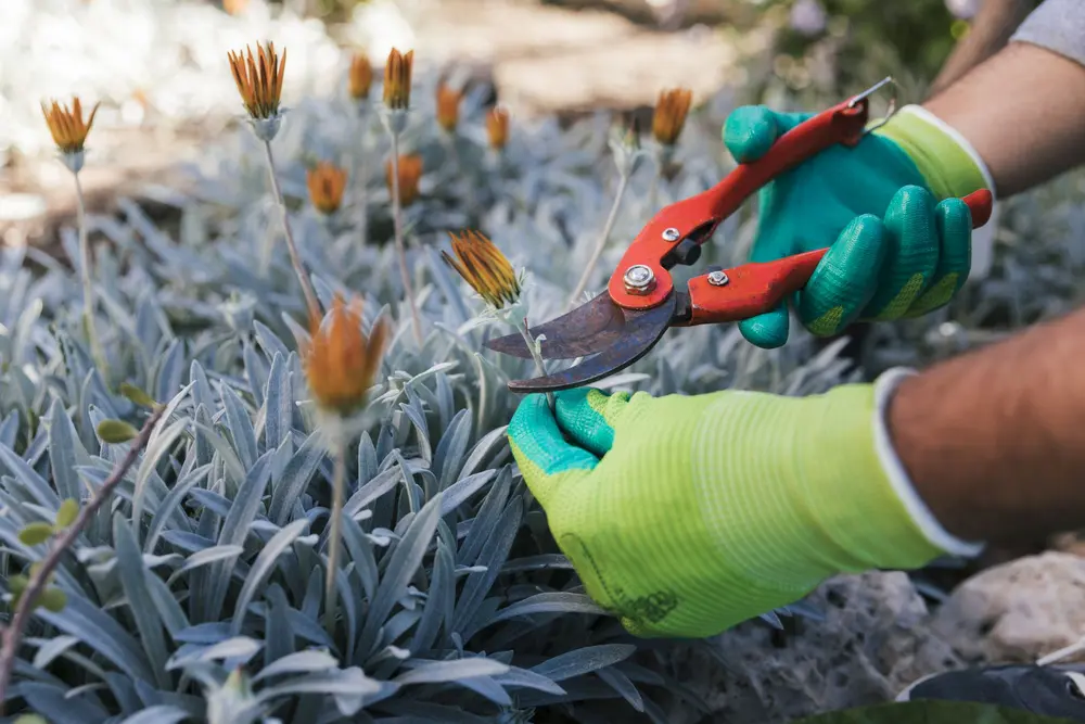 Automn pruning